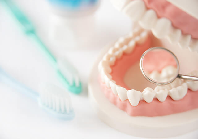 歯の模型と歯ブラシ